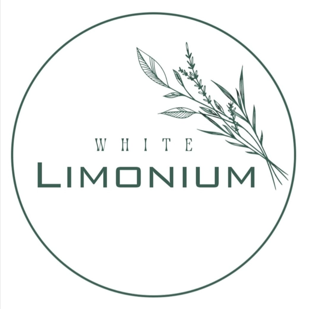 White Limonium